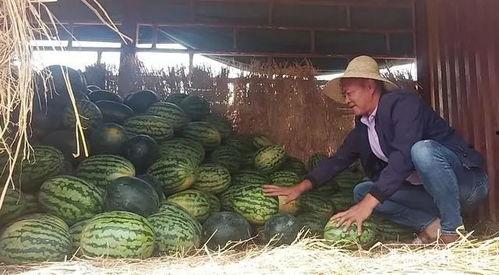 吃瓜网瓜农瓜妹