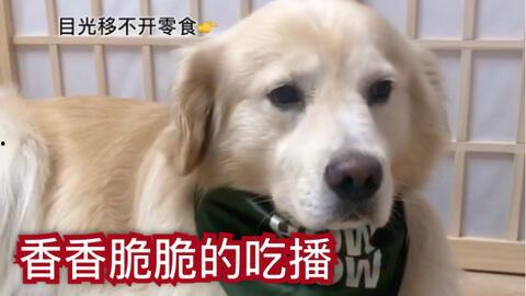 日韩狗狗零食视频网站,热门视频网站带你领略萌宠美食世界